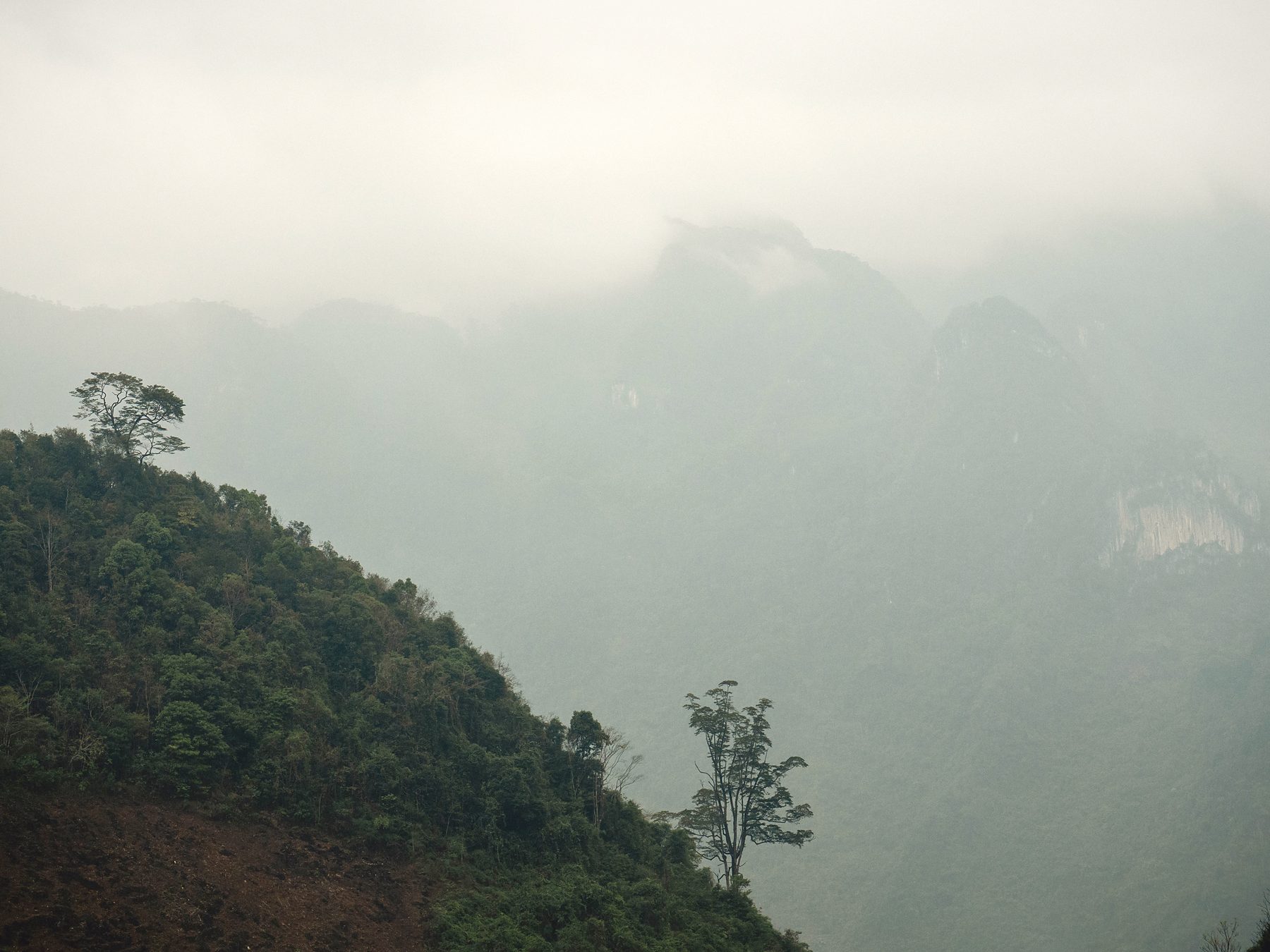 A forested ridge with a lone tree fading into mist